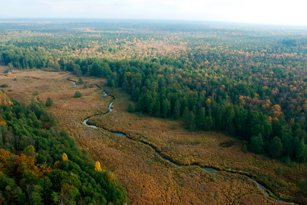Bialowieza Forest